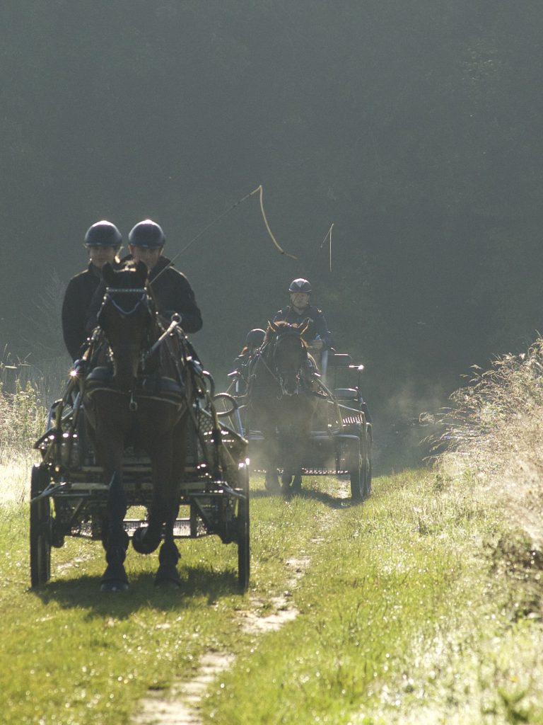 Sport, Paardensport, Paarden mennen, Mennen, Mensport