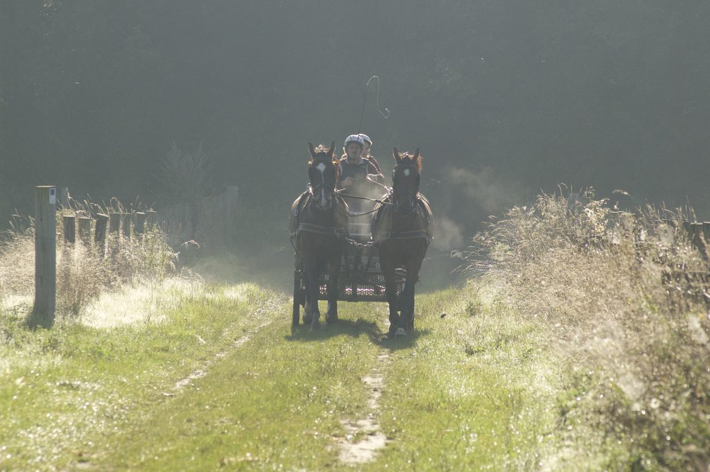 Paardensport, mennen, mensport, paarden mennen Sport