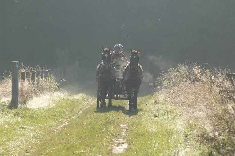 Paardensport, mennen, mensport, paarden mennen Sport