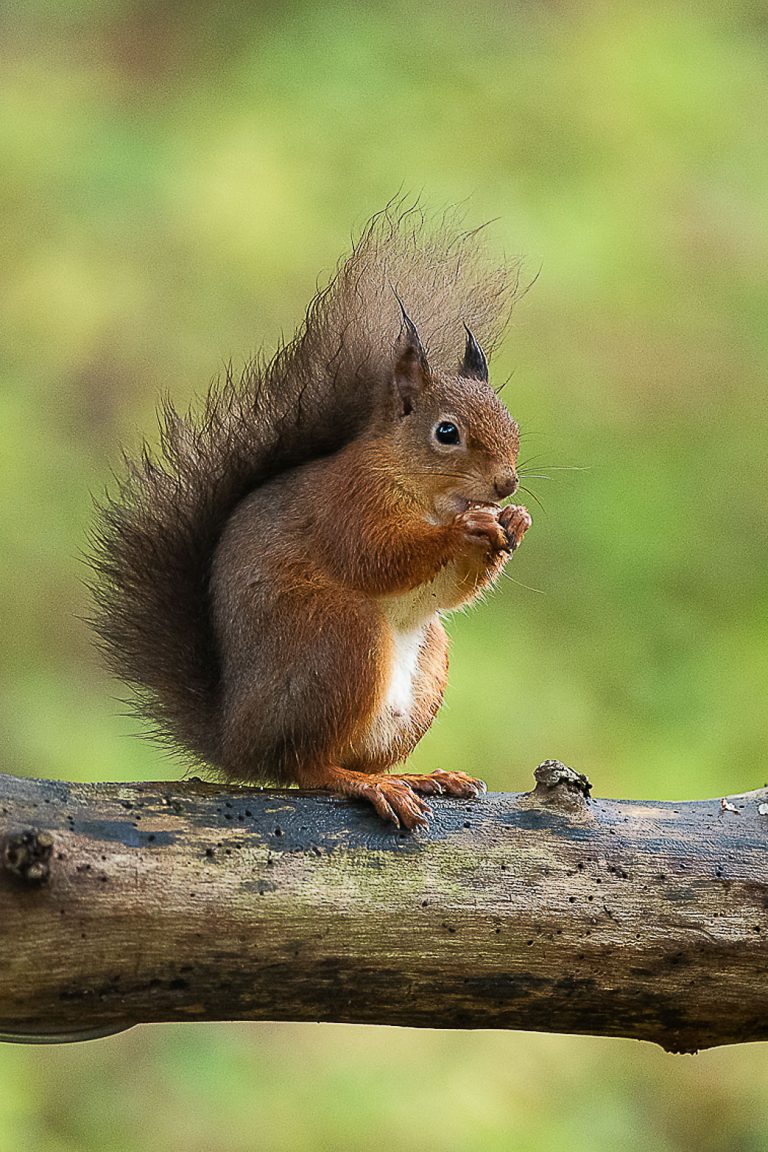 Eekhoorn, natuur, dieren, zoogdieren