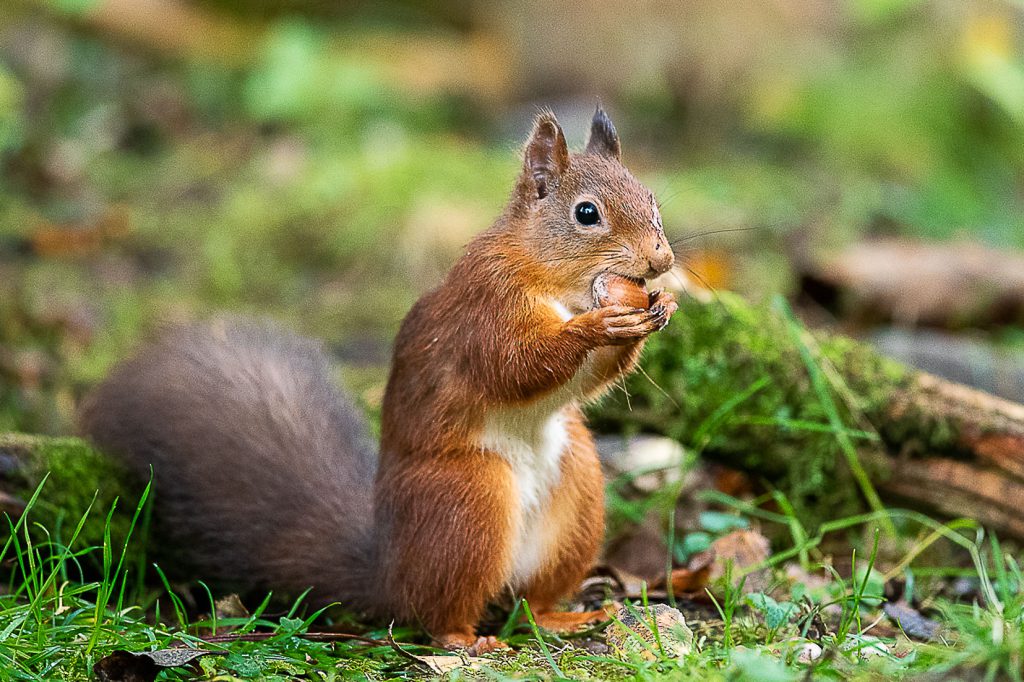 Natuur, Dieren, eekhoorn, zoogdieren