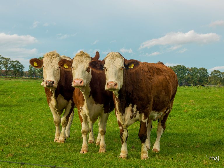 Zoogdieren, koeien, koe,weiand